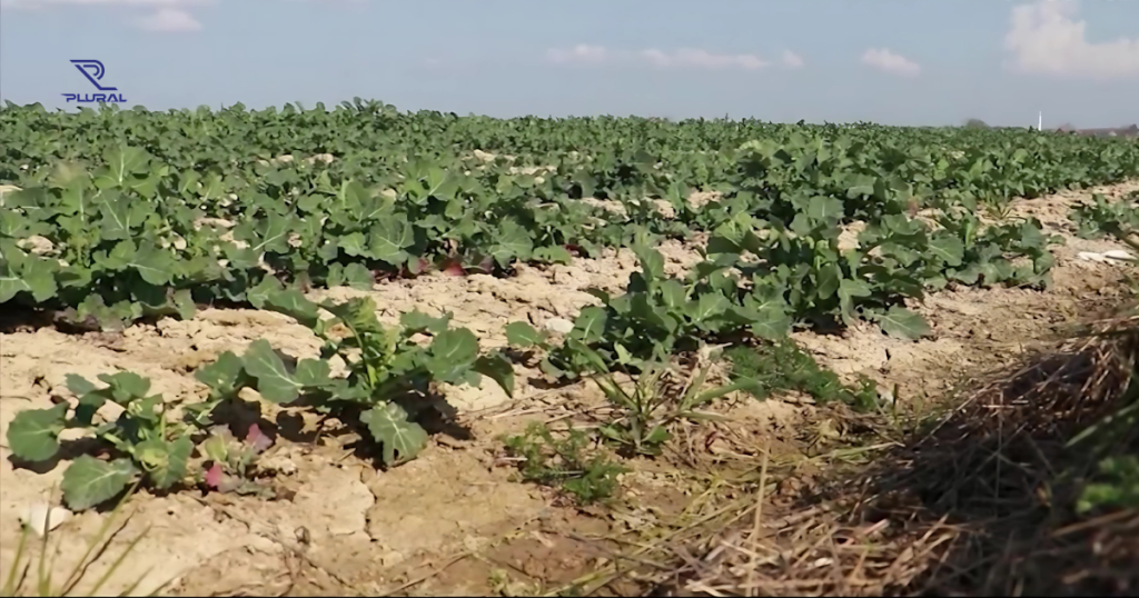 Rast proizvodnje uljarica: Da li su podsticaji dovoljni? dan uljarica