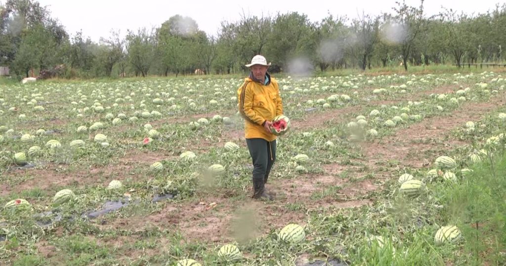 Nevrijeme: Brčanski poljoprivrednici broje milionske štete nevrijeme sahbo