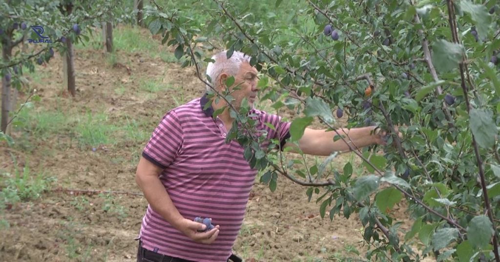 Propala sezona šljive u Brčkom, izvoza gotovo da i nema šljive